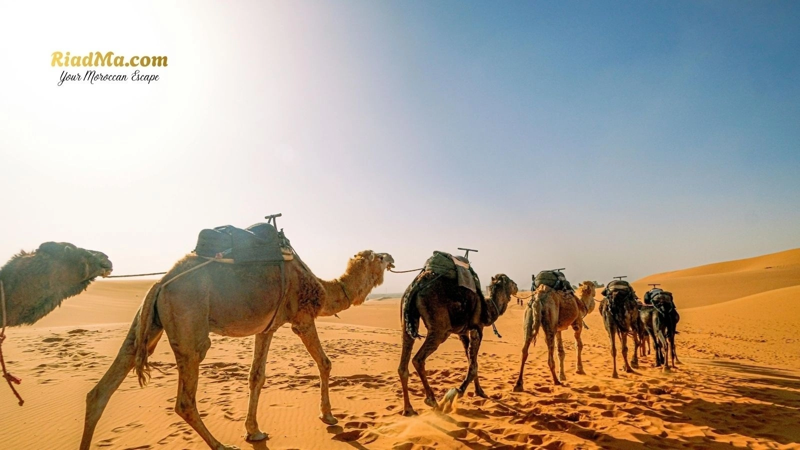 Camel Trekking and Overnight Desert Camp in Merzouga: What to Expect