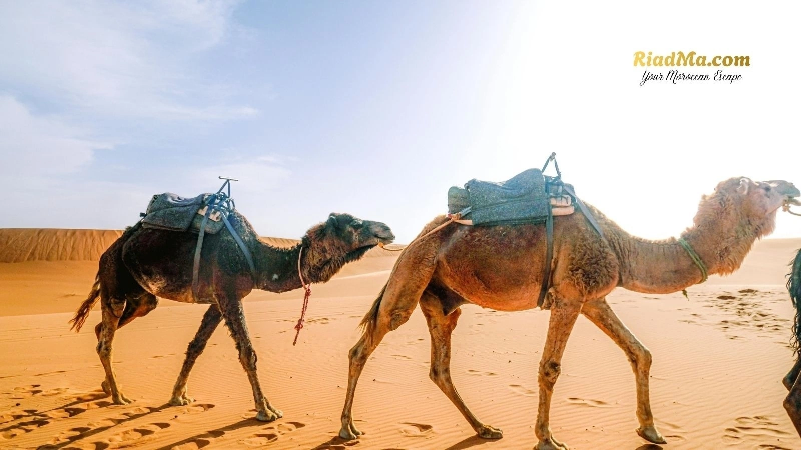 Camel Trekking and Overnight Desert Camp in Merzouga: What to Expect