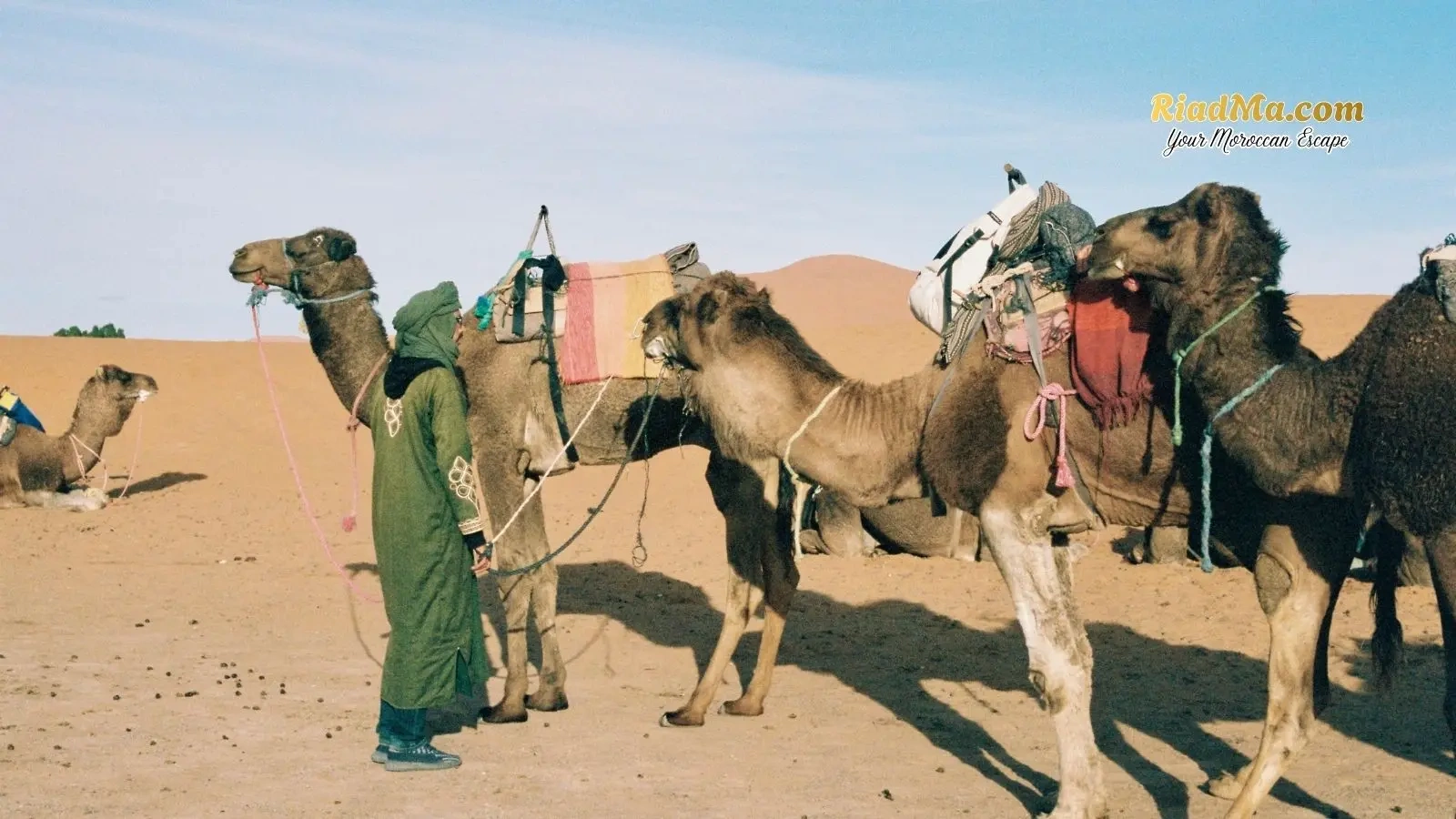 Luxury vs Traditional Berber Desert Camps in Morocco: Which Is Better for You?
