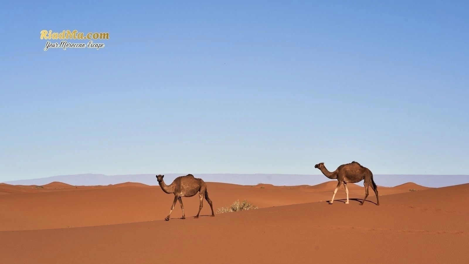 One Perfect Day in a Morocco Desert Camp: Camel Ride, Sandboarding and Stargazing