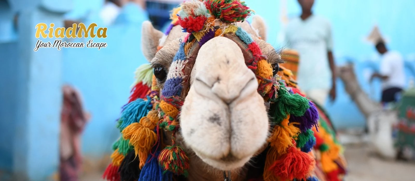 Camel Trekking and Overnight Desert Camp in Merzouga: What to Expect